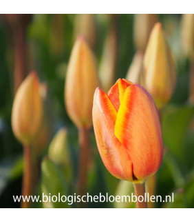 Tulipa Dafeng 10 st.- BIO