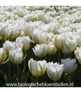 Tulipa White Valley/Exotic...