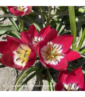 BIO Tulipa Tiny Timo, 10 st