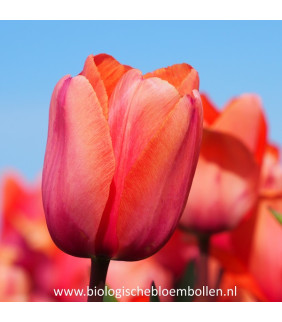BIO Tulipa Apricot...