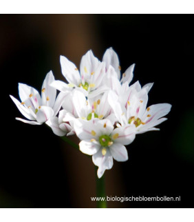 BIO Allium Neapolitanum, 15 st