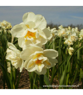 BIO Narcissus Bridal Crown,...