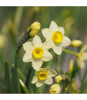 BIO Narcissus Minnow, 10 st