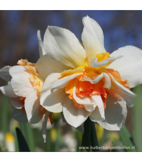 Narcissus Replete 10 st. - BIO