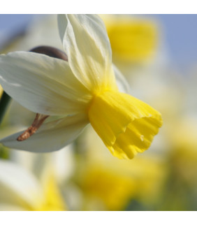 Narcissus Sailboat 10 st.- BIO