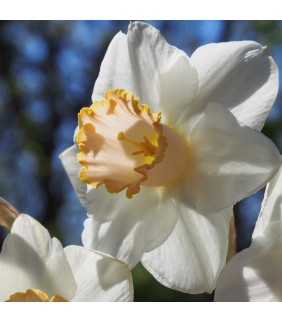 Narcissus Salomé 10 st.- BIO