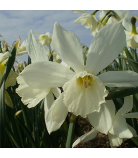 Narcissus Triandrus Thalia...