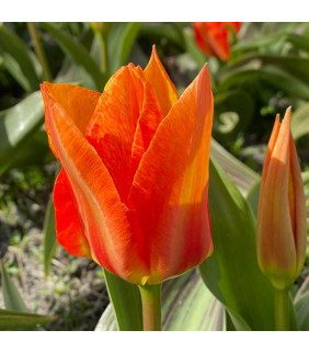 BIO Tulipa Willemijn, 10 st