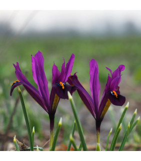 BIO Iris reticulata J.S....