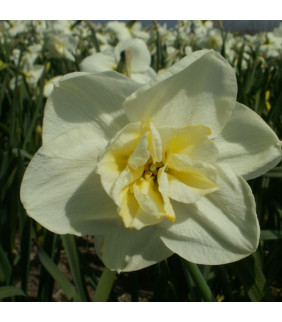 BIO Narcissus Papillon...