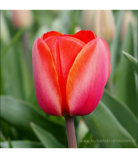 BIO Tulipa Ad Rem, 10 st