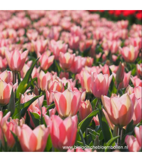 Tulipa Apricona 10 st. - BIO