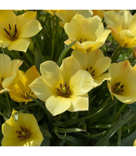 BIO Tulipa Yellow Jewel, 10 st