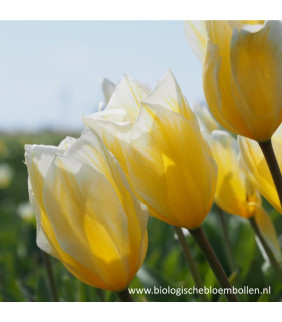 BIO Tulipa Sweetheart , 10 st