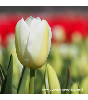 Tulipa Catharina 10 st. - BIO