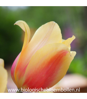 BIO Tulipa Blushing Lady,...