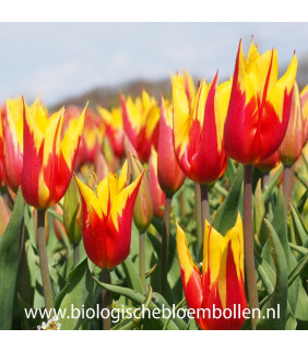 Tulipa Fire Wings 10 st.- BIO