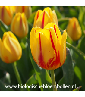 BIO Tulipa Freedom Flame,...