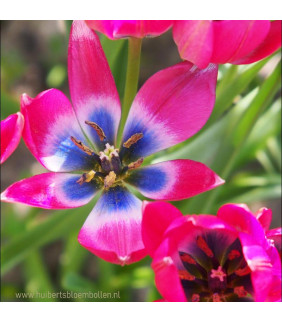 BIO Tulipa Little Beauty,...
