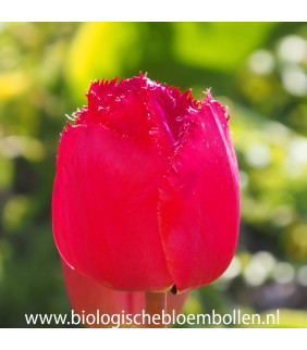 BIO Tulipa Masterpeace, 10 st