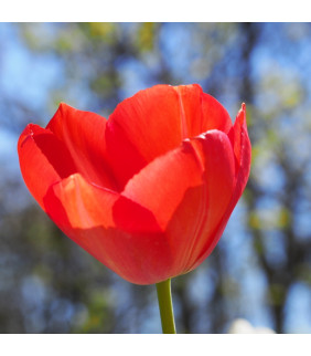 Tulipa Orange van Eijk 10...