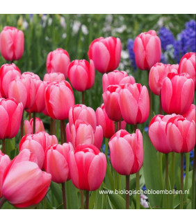 BIO Tulipa Pink Impression,...