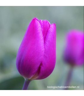 Tulipa Purple Flag 10 st.- BIO
