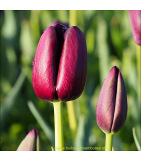 BIO Tulipa Queen of Night,...