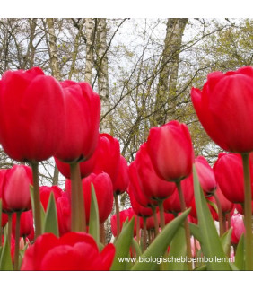 BIO Tulipa Red Impression,...